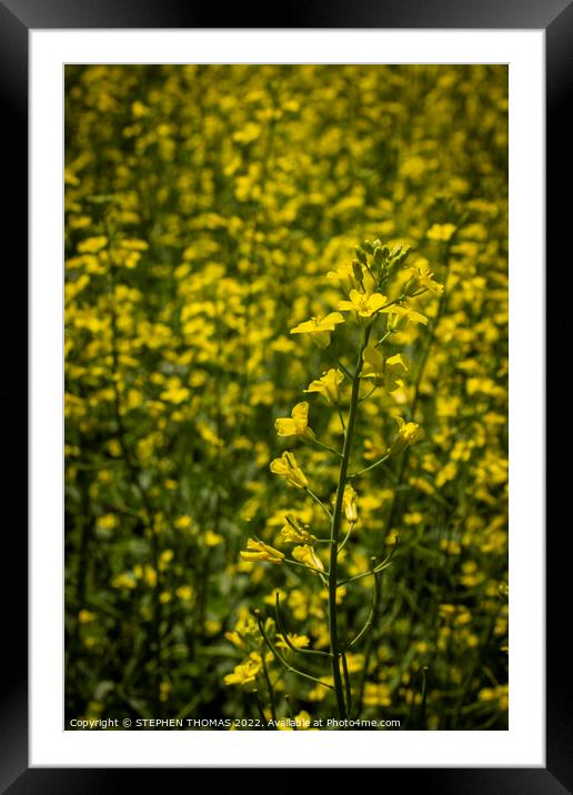 Canola Blossoms Framed Mounted Print by STEPHEN THOMAS