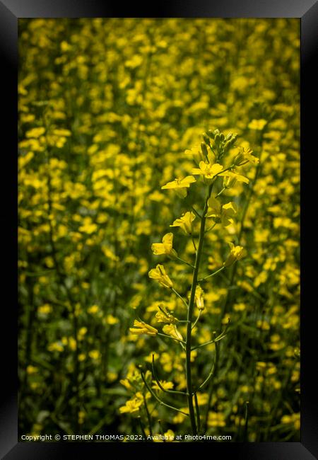 Canola Blossoms Framed Print by STEPHEN THOMAS