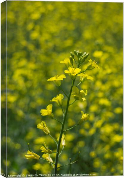 Canola Plant with bokeh Canvas Print by STEPHEN THOMAS