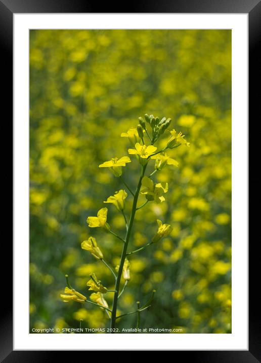 Canola Plant with bokeh Framed Mounted Print by STEPHEN THOMAS