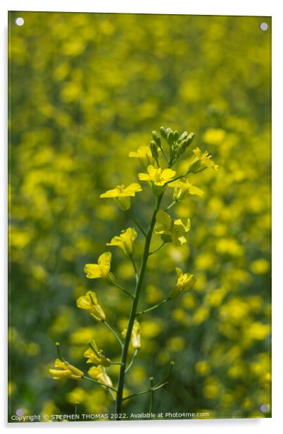 Canola Plant with bokeh Acrylic by STEPHEN THOMAS