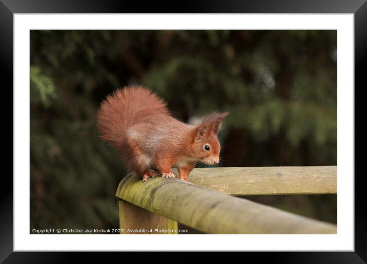 Red Squirrel on Railing Framed Mounted Print by Christine Kerioak
