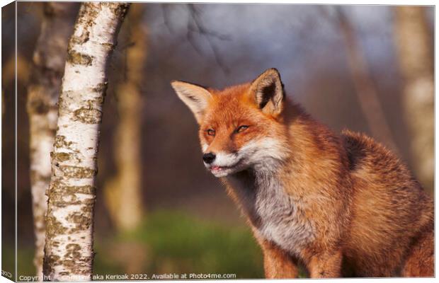 Fox with Tip of Tongue Showing Canvas Print by Christine Kerioak