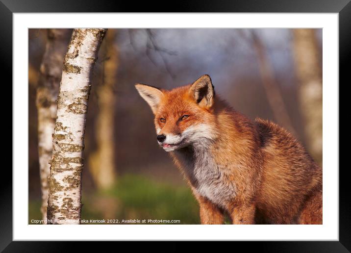 Fox with Tip of Tongue Showing Framed Mounted Print by Christine Kerioak