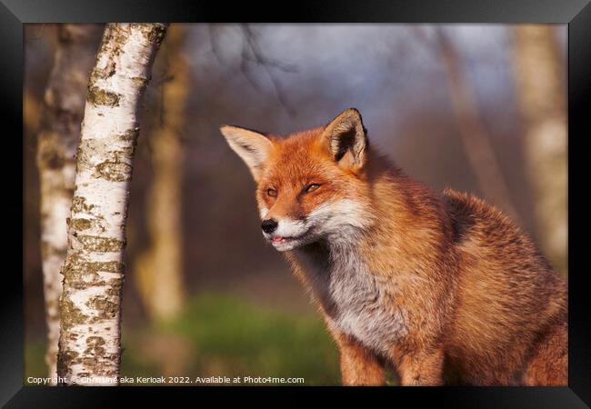 Fox with Tip of Tongue Showing Framed Print by Christine Kerioak