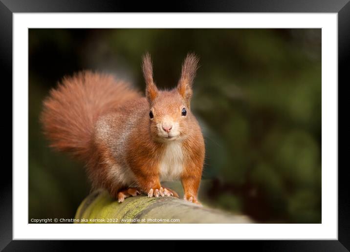 Eurasian Red Squirrel Framed Mounted Print by Christine Kerioak