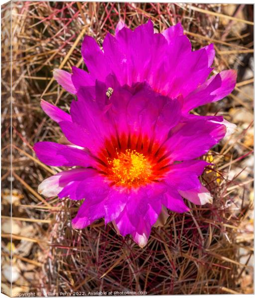 Pink Blossoms Rainbow Hedgehog Cactus Sonora Desert Museum Tucso Canvas Print by William Perry