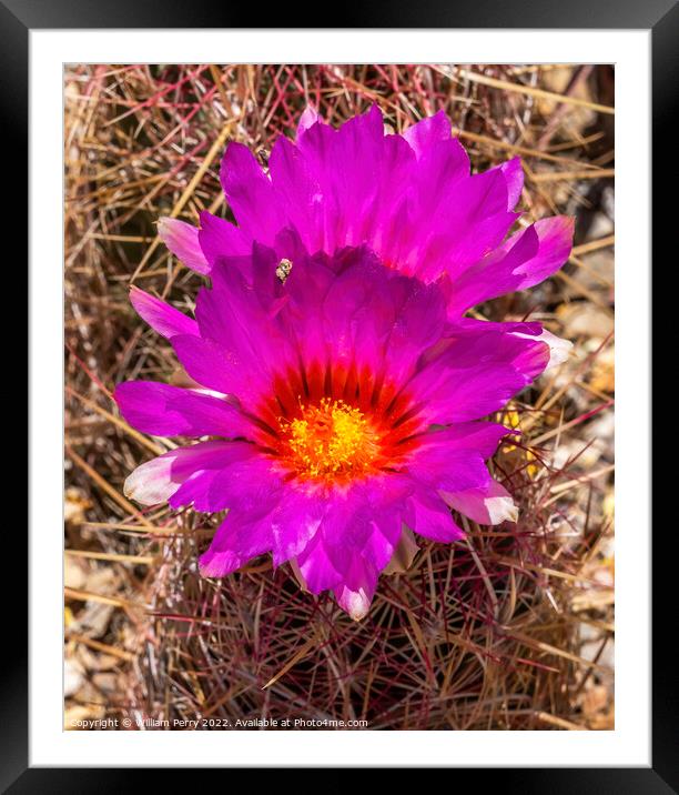 Pink Blossoms Rainbow Hedgehog Cactus Sonora Desert Museum Tucso Framed Mounted Print by William Perry