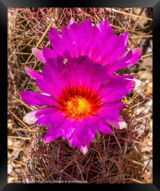 Pink Blossoms Rainbow Hedgehog Cactus Sonora Desert Museum Tucso Framed Print by William Perry