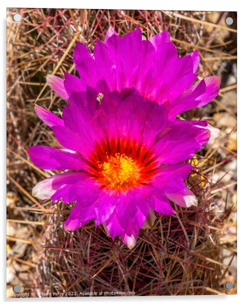 Pink Blossoms Rainbow Hedgehog Cactus Sonora Desert Museum Tucso Acrylic by William Perry