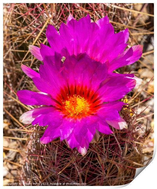 Pink Blossoms Rainbow Hedgehog Cactus Sonora Desert Museum Tucso Print by William Perry