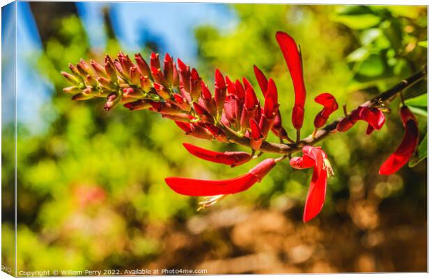 Red Coral Bean Flowers Sonora Desert Museum Tucson Arizona Canvas Print by William Perry