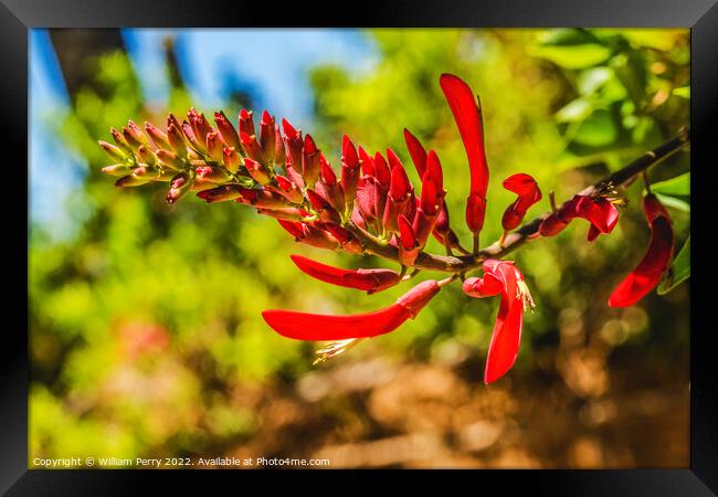 Red Coral Bean Flowers Sonora Desert Museum Tucson Arizona Framed Print by William Perry