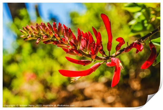 Red Coral Bean Flowers Sonora Desert Museum Tucson Arizona Print by William Perry