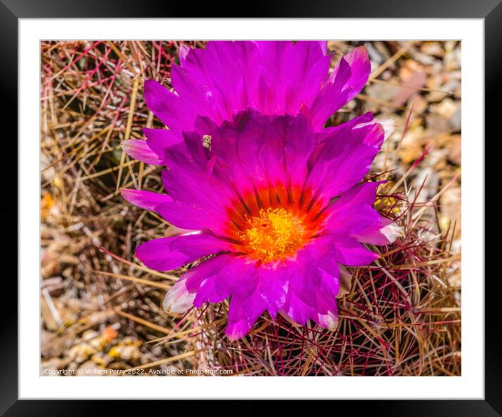 Pink Blossoms Rainbow Hedgehog Cactus Sonora Desert Tucson Framed Mounted Print by William Perry