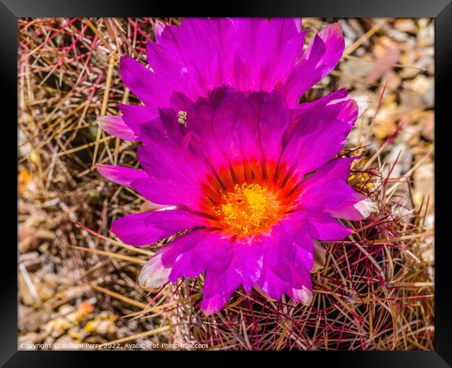 Pink Blossoms Rainbow Hedgehog Cactus Sonora Desert Tucson Framed Print by William Perry