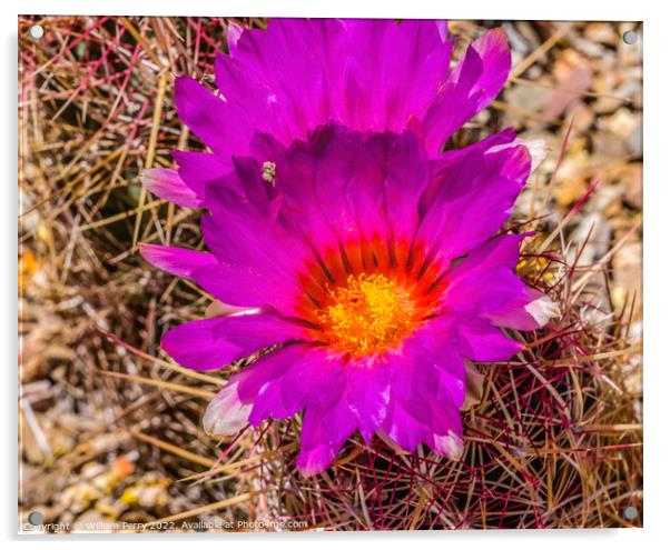 Pink Blossoms Rainbow Hedgehog Cactus Sonora Desert Tucson Acrylic by William Perry