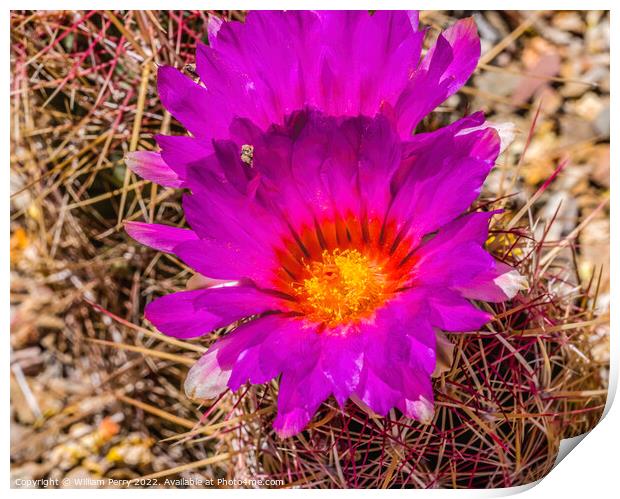 Pink Blossoms Rainbow Hedgehog Cactus Sonora Desert Tucson Print by William Perry