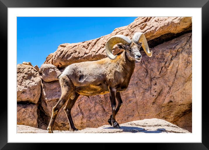 Bighorn Sheep Sonora Desert Museum Tucson Arizona Framed Mounted Print by William Perry