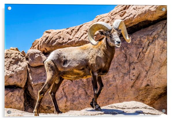Bighorn Sheep Sonora Desert Museum Tucson Arizona Acrylic by William Perry