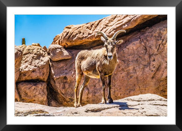 Bighorn Sheep Sonora Desert Museum Tucson Arizona Framed Mounted Print by William Perry