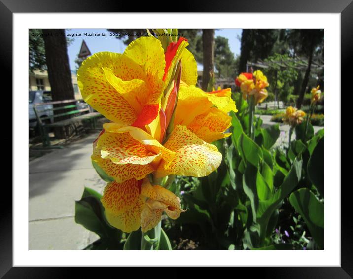 Plant flower Framed Mounted Print by Ali asghar Mazinanian