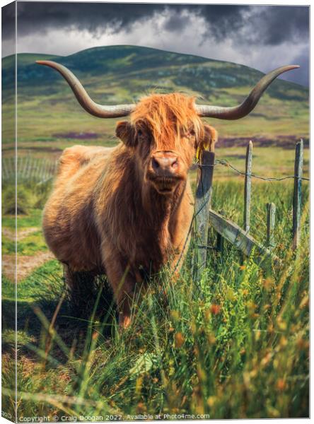 Scottish Highland Cow Canvas Print by Craig Doogan