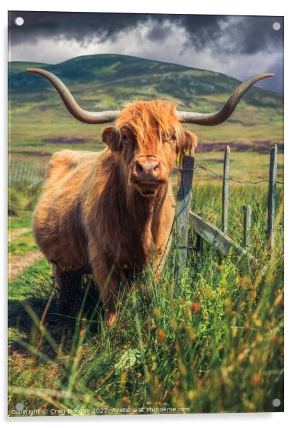 Scottish Highland Cow Acrylic by Craig Doogan