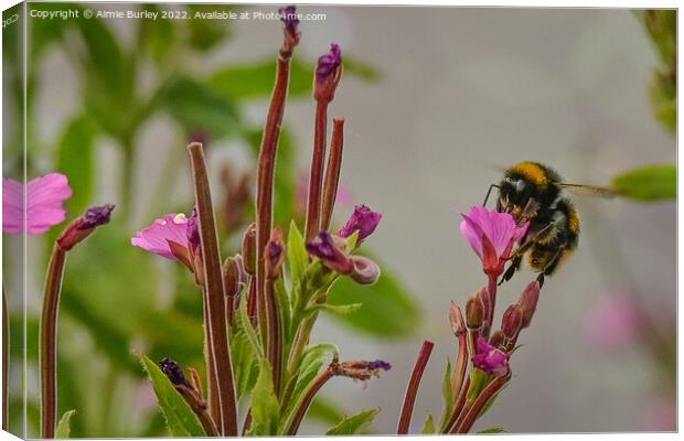 Bee on a pink flower Canvas Print by Aimie Burley