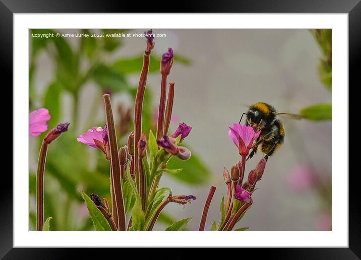 Bee on a pink flower Framed Mounted Print by Aimie Burley