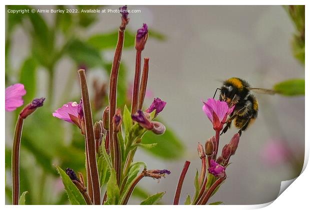 Bee on a pink flower Print by Aimie Burley