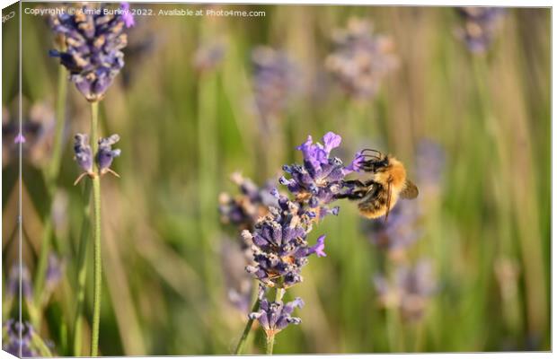 Bee on lavender Canvas Print by Aimie Burley