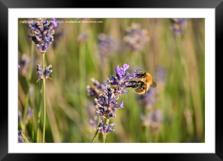 Bee on lavender Framed Mounted Print by Aimie Burley