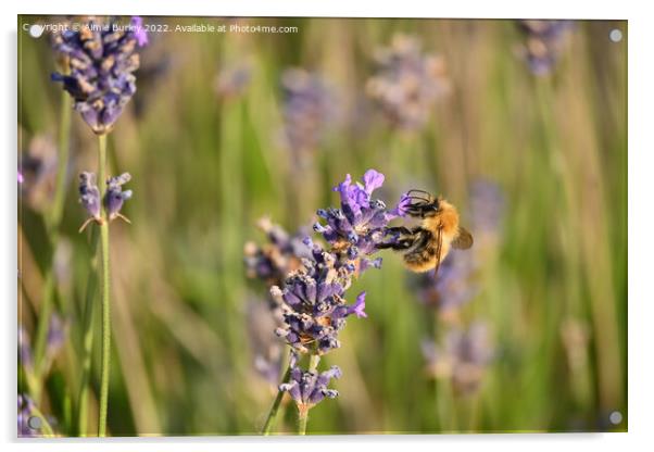 Bee on lavender Acrylic by Aimie Burley