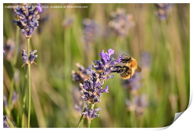 Bee on lavender Print by Aimie Burley