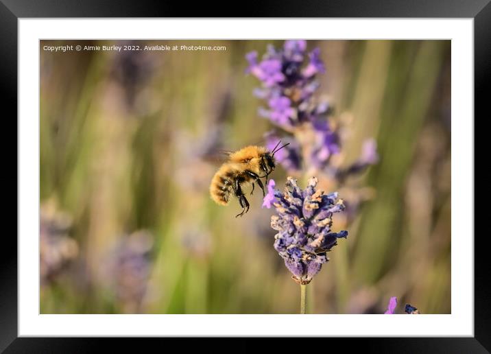 Bee hovering Framed Mounted Print by Aimie Burley