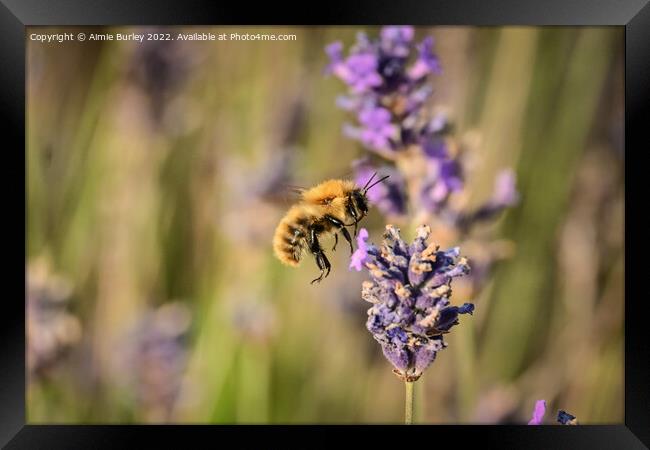Bee hovering Framed Print by Aimie Burley