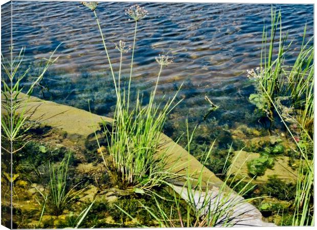Weeds in the river Canvas Print by Stephanie Moore