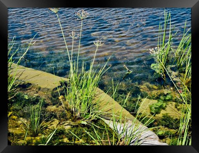 Weeds in the river Framed Print by Stephanie Moore