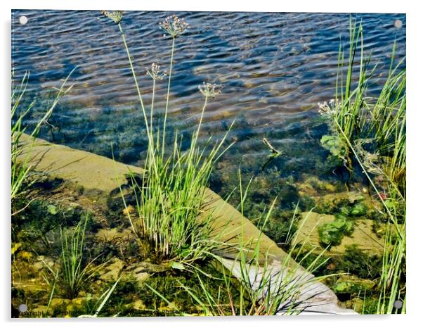 Weeds in the river Acrylic by Stephanie Moore