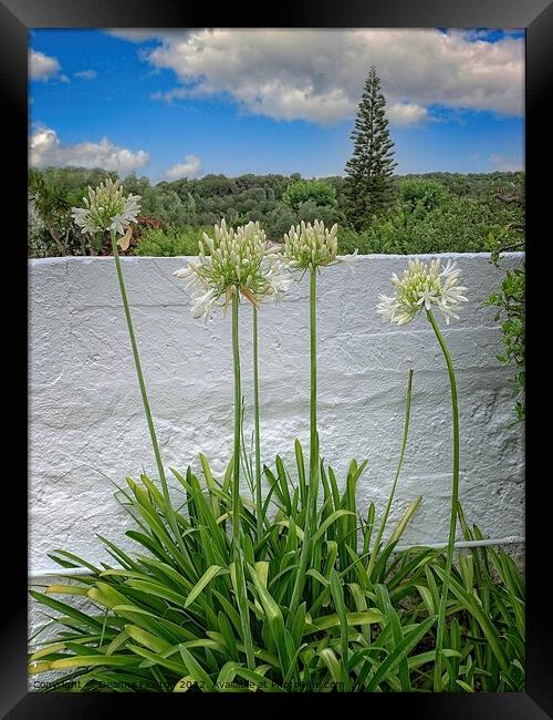 Stunning Agapanthus Blooms Framed Print by Deanne Flouton