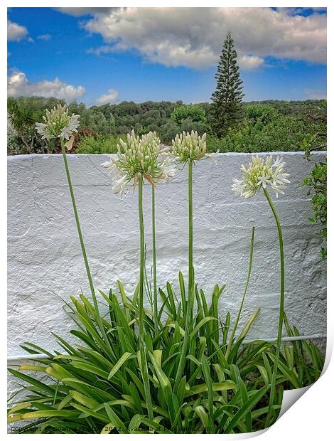 Stunning Agapanthus Blooms Print by Deanne Flouton