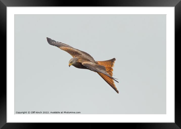 Red Kite in flight Framed Mounted Print by Cliff Kinch