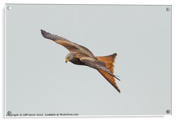 Red Kite in flight Acrylic by Cliff Kinch