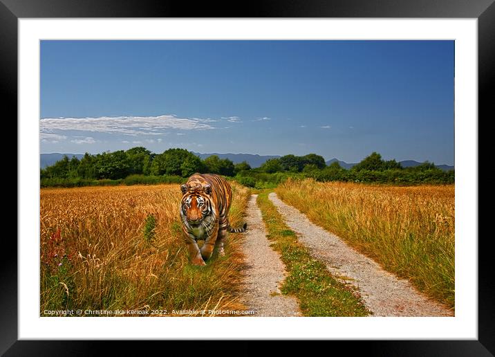 Tiger Padding Alongside Wheatfield Framed Mounted Print by Christine Kerioak