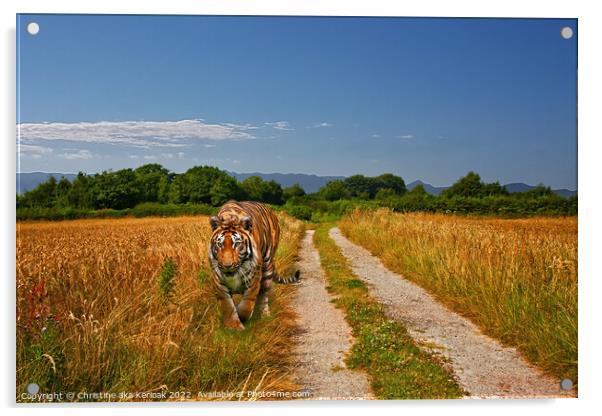 Tiger Padding Alongside Wheatfield Acrylic by Christine Kerioak
