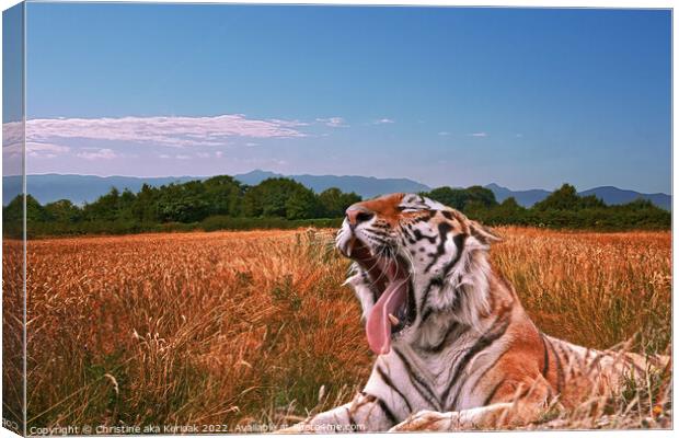 Yawning Tiger in field Canvas Print by Christine Kerioak