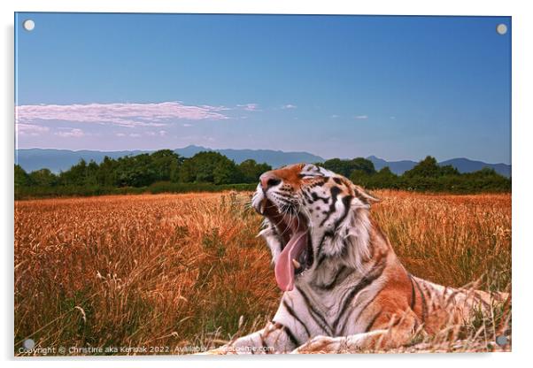 Yawning Tiger in field Acrylic by Christine Kerioak