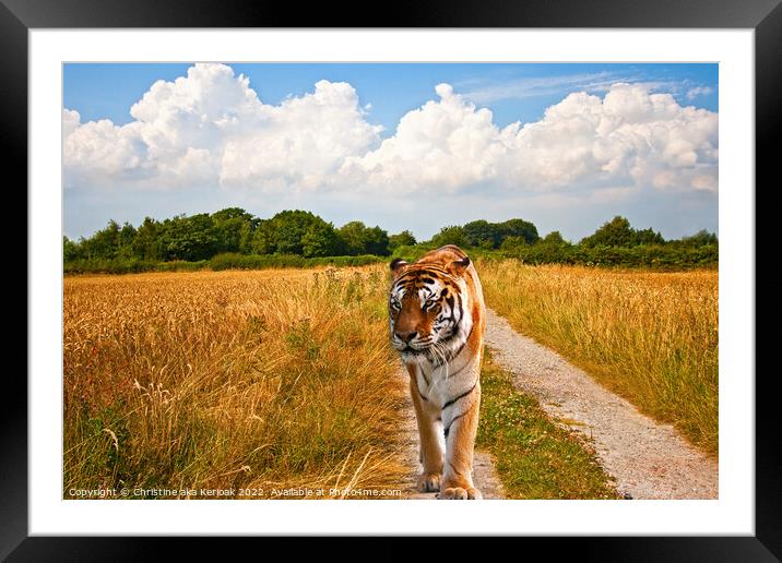 Tiger walking long a track Framed Mounted Print by Christine Kerioak