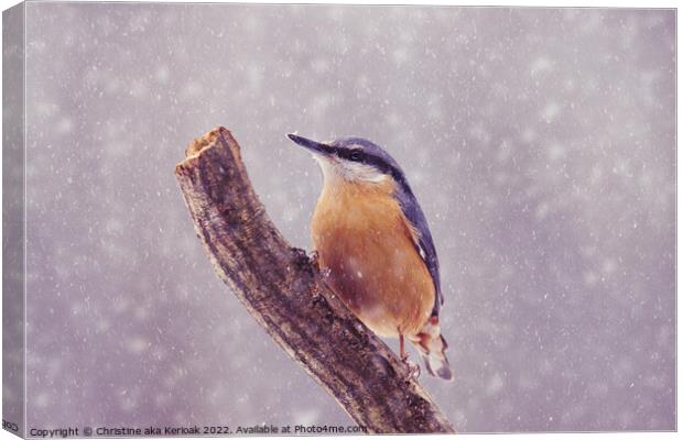 Nuthatch in the snow Canvas Print by Christine Kerioak
